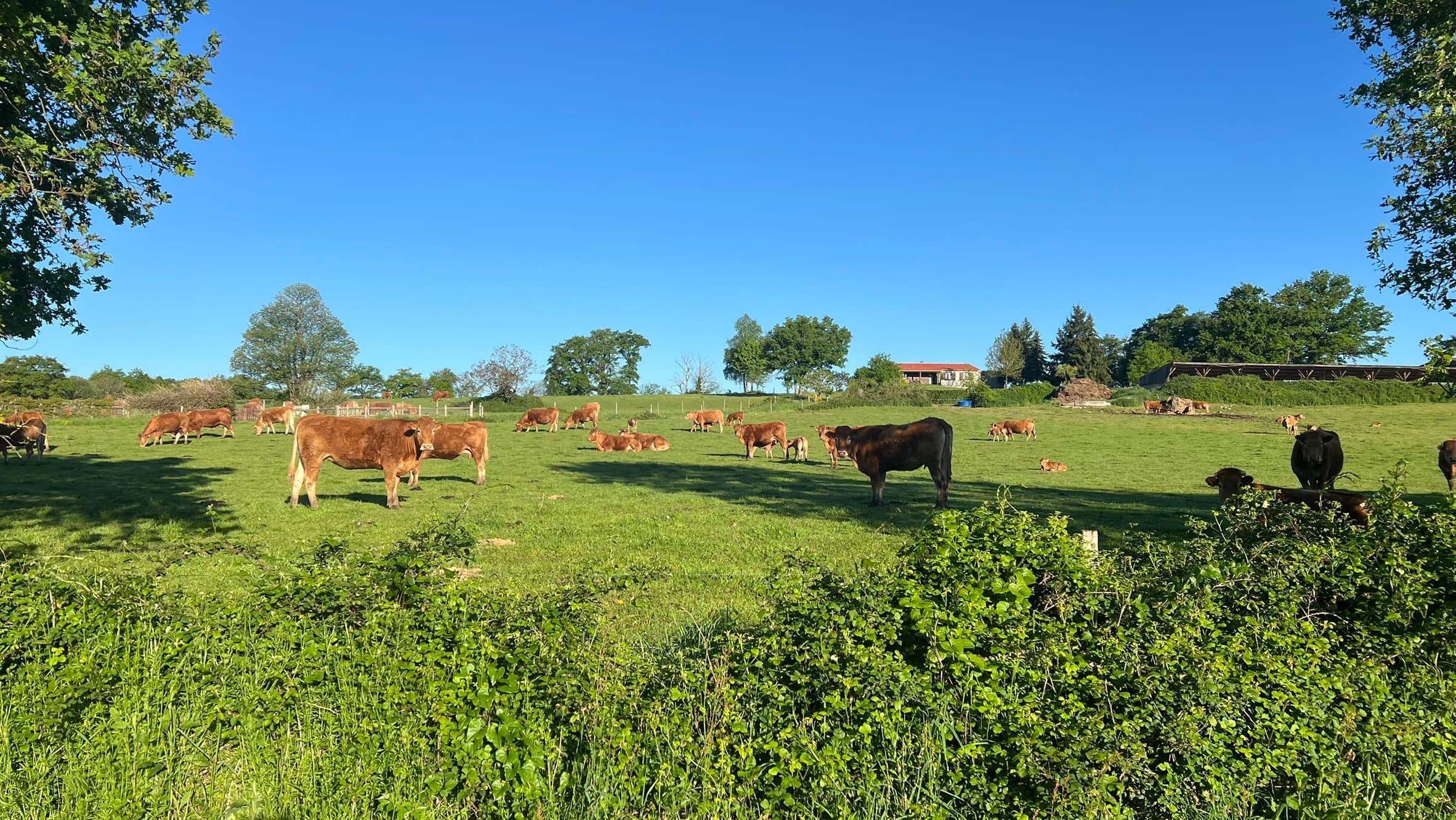 Vaches Chabanois